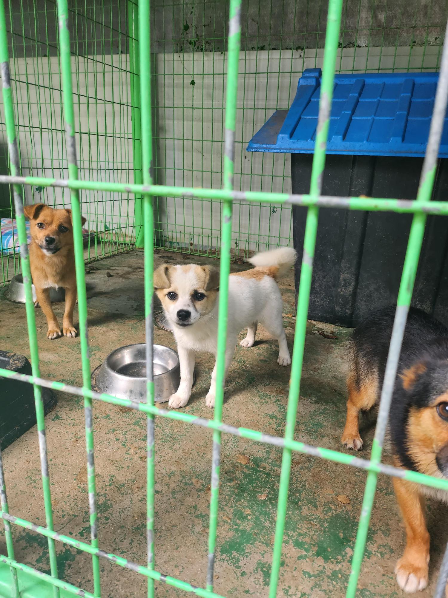 봉화군유기동물보호소_447524202300054